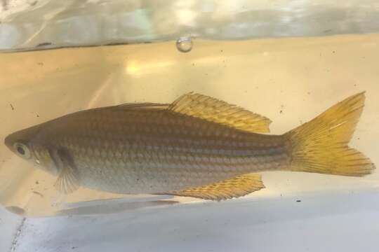 Image of Checkered rainbowfish