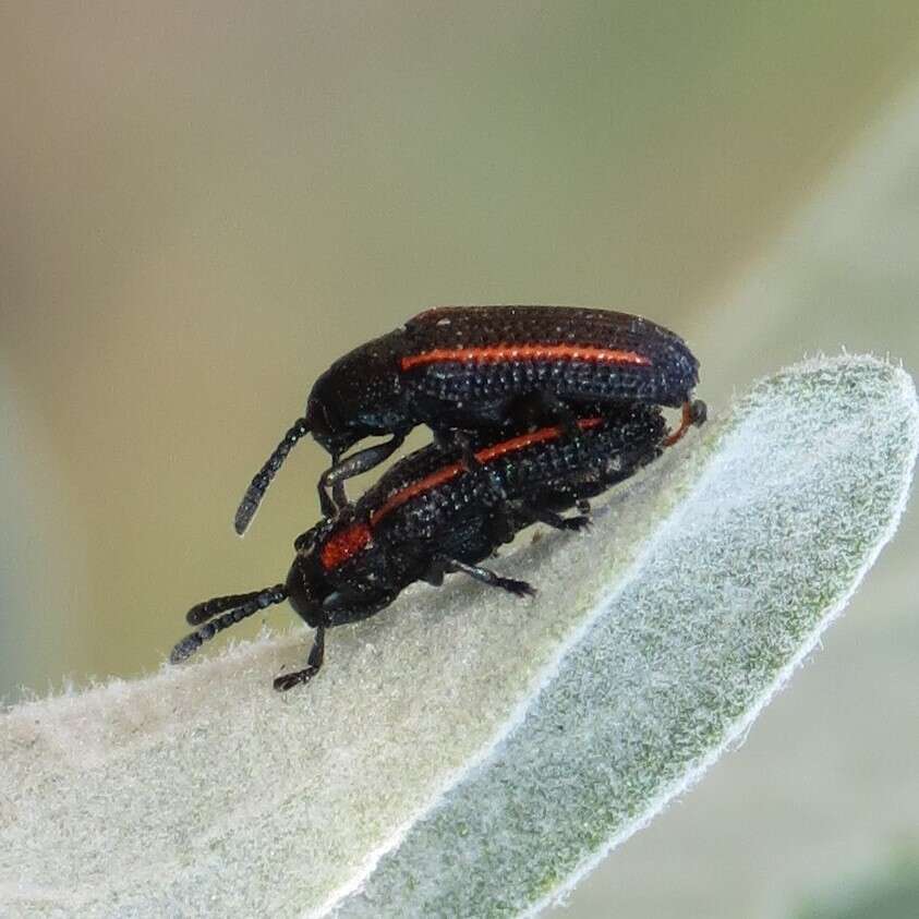 Image of Microrhopala rubrolineata rubrolineata J. L. Le Conte 1859