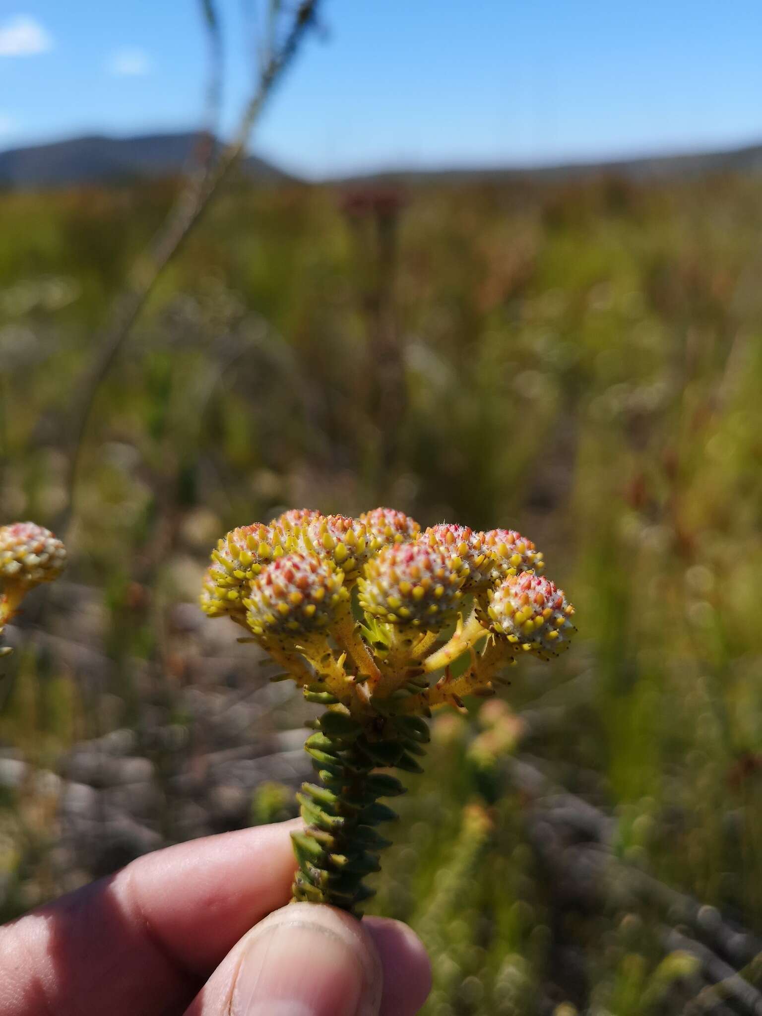 Image of Berzelia cordifolia Schltdl.