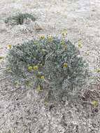 Image of Artemisia potentilloides var. nitrophila (Cronquist) C. R. Hobbs & B. G. Baldwin