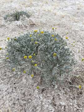 Plancia ëd Artemisia potentilloides var. nitrophila (Cronquist) C. R. Hobbs & B. G. Baldwin