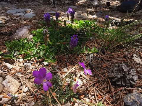 Слика од Viola valderia All.