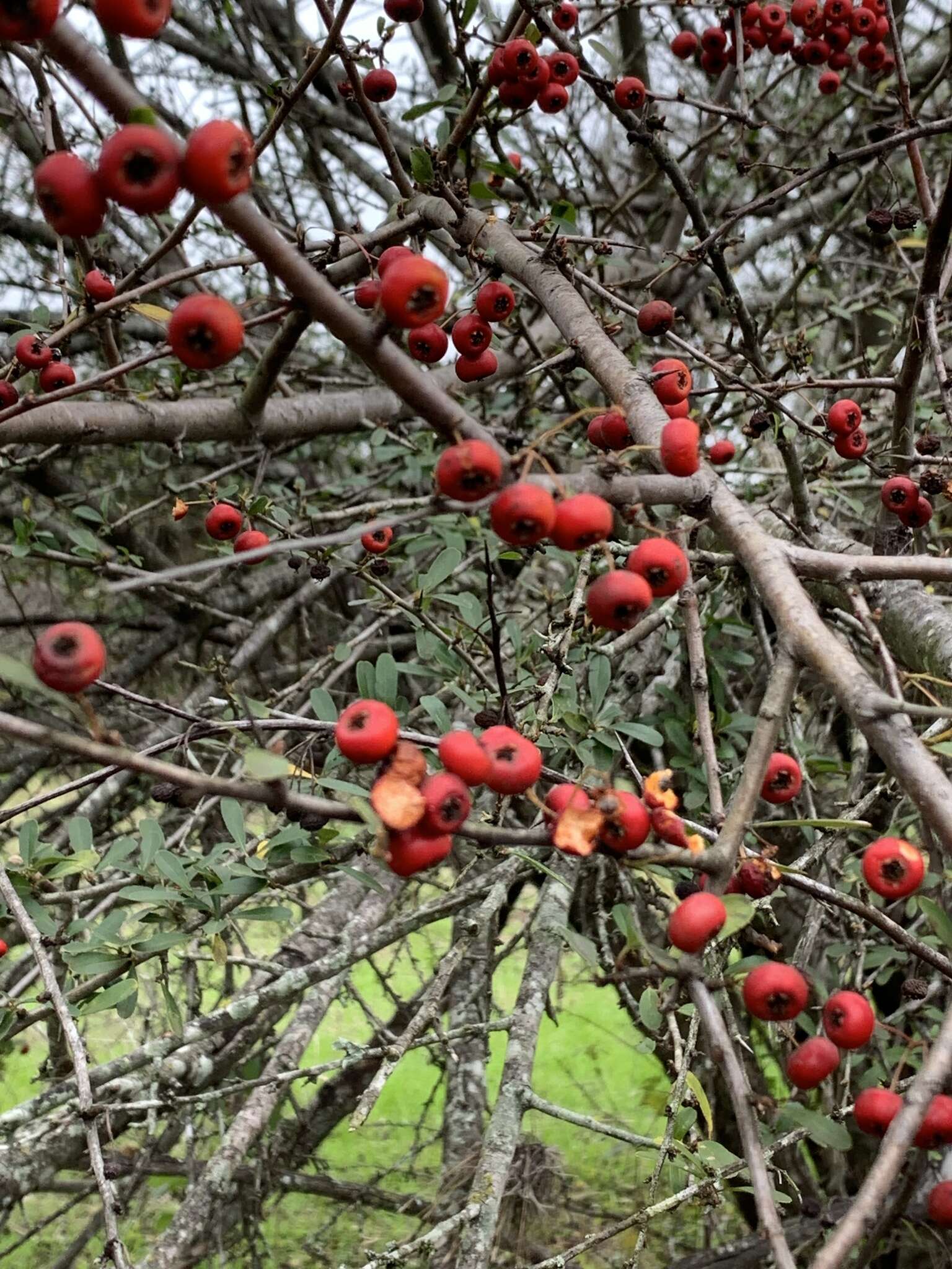 Image de Pyracantha coccinea M. J. Roemer