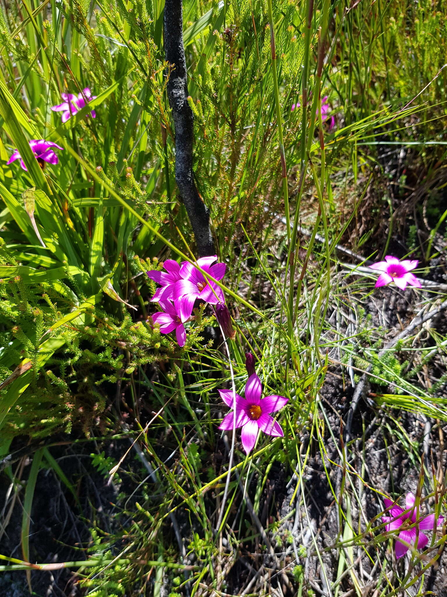 Image of rosy sandcrocus