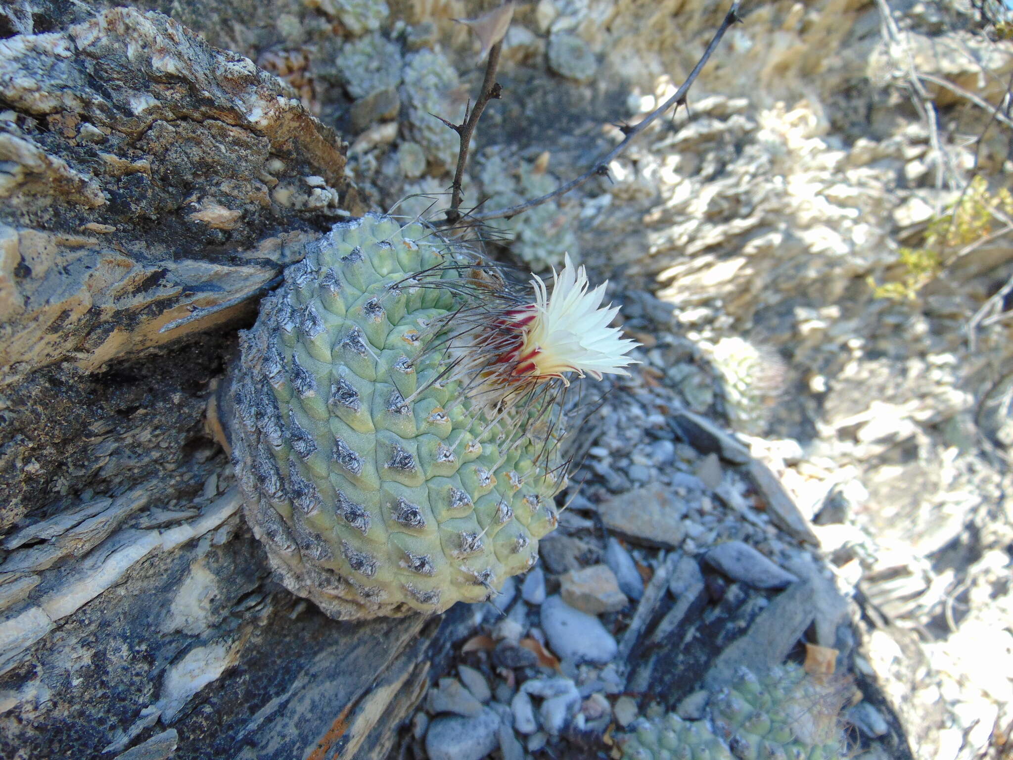 Sivun Strombocactus disciformis subsp. disciformis kuva