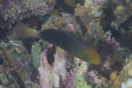 Image of Filament-finned Parrotfish