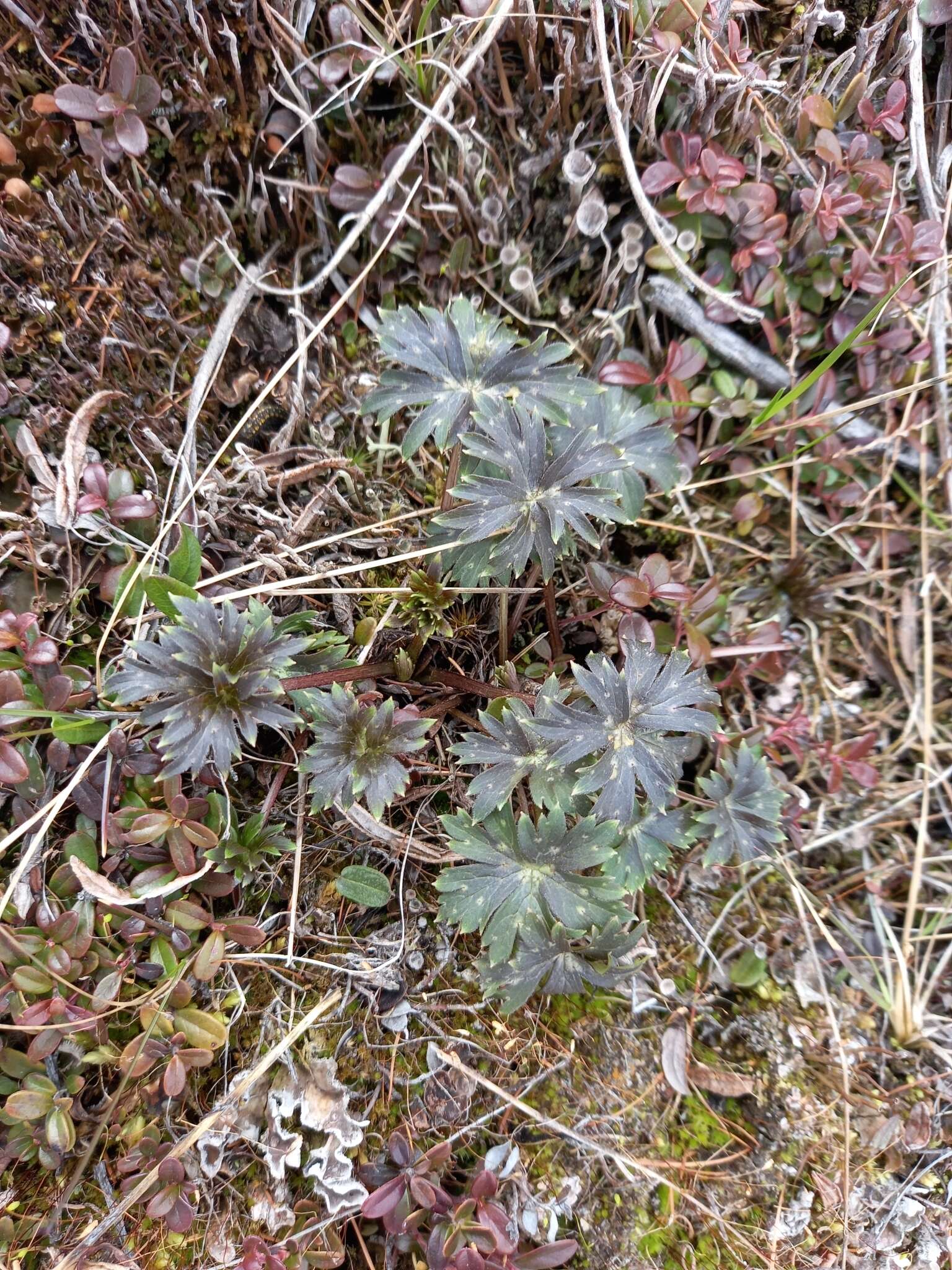 Image of Aconitum umbrosum (Korsh.) Kom.