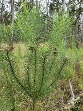 Cassinia leptocephala F. Müll. resmi