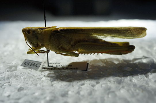 Image of <i>Paracinema tricolor</i> (Thunberg 1815)
