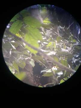 Image of Colombian Gray Night Monkey