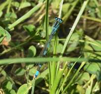 Image of Ornate Bluet