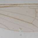 صورة Gonomyia (Prolipophleps) divergens Bangerter 1947