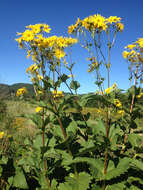 Silphium perfoliatum L. resmi