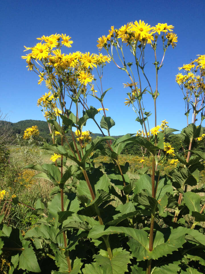 Silphium perfoliatum L. resmi