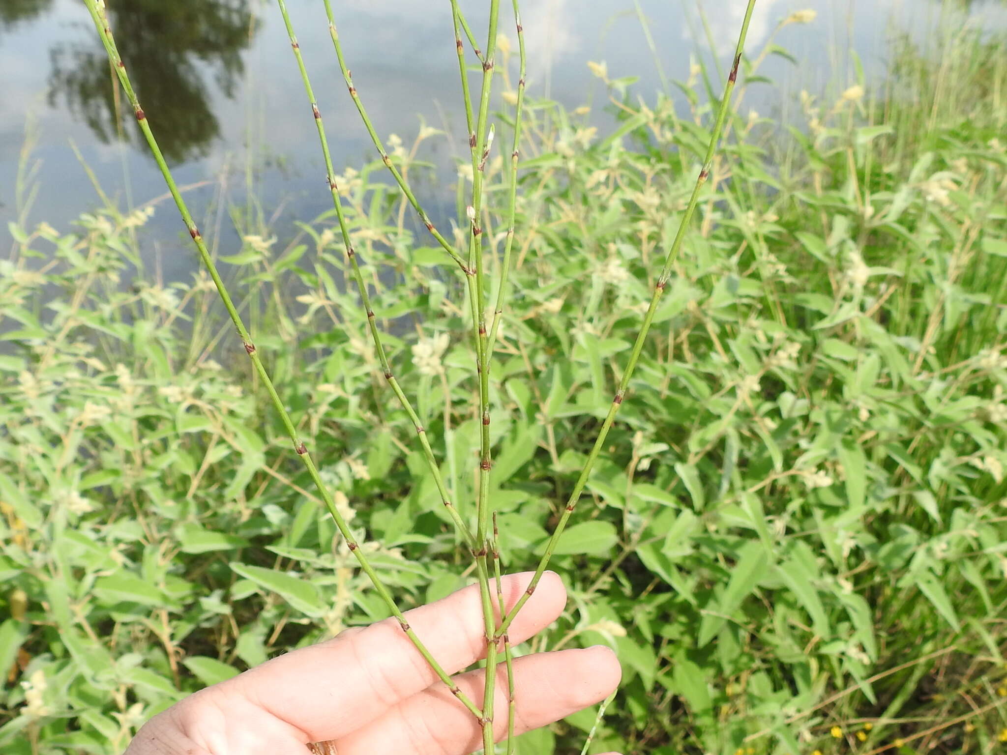 Image of bushy knotweed