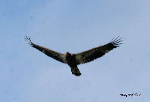 Image of Bald Eagle