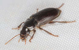 Imagem de Harpalus (Pseudoophonus) calceatus (Duftschmid 1812)