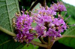 Image of Callicarpa tomentosa (L.) L.