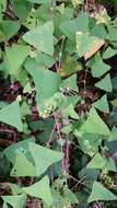 Persicaria perfoliata (L.) H. Gross resmi