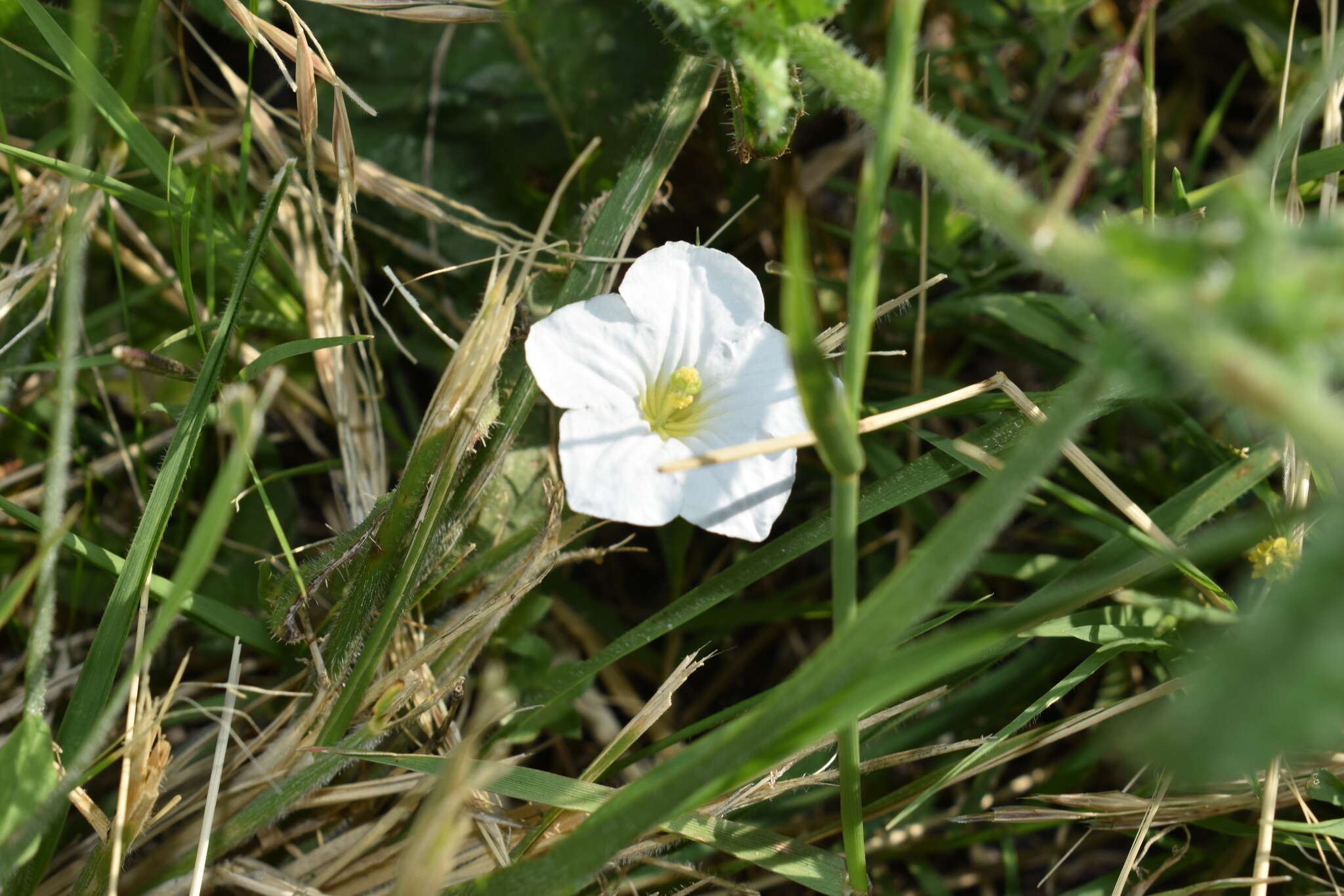 Image of Nierembergia calycina Hook.