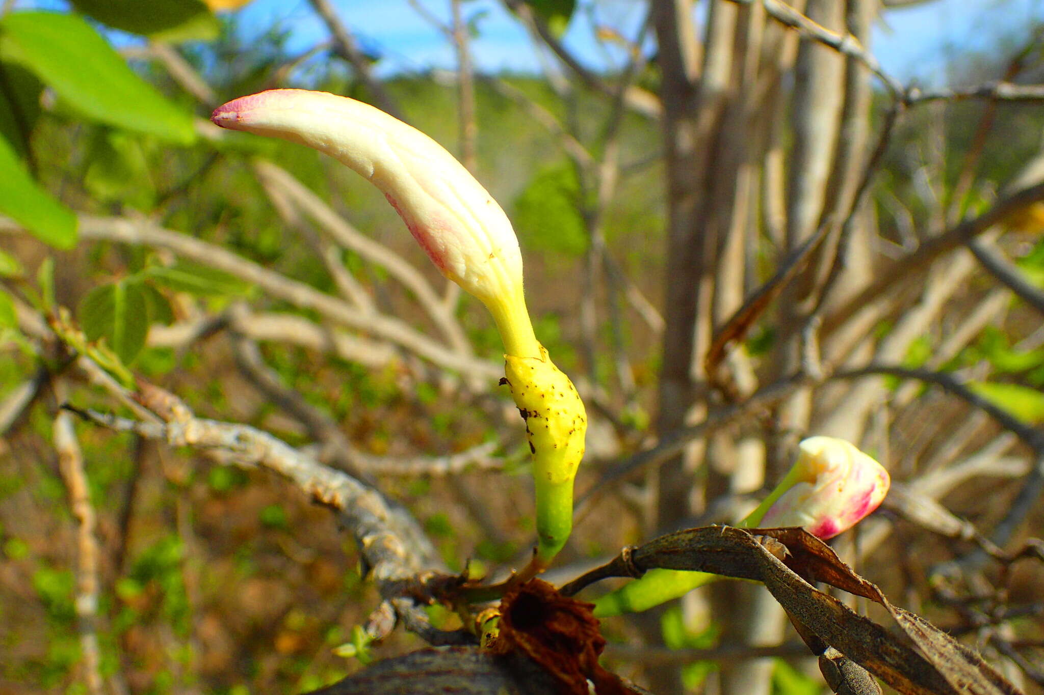 Imagem de Stereospermum longiflorum Capuron