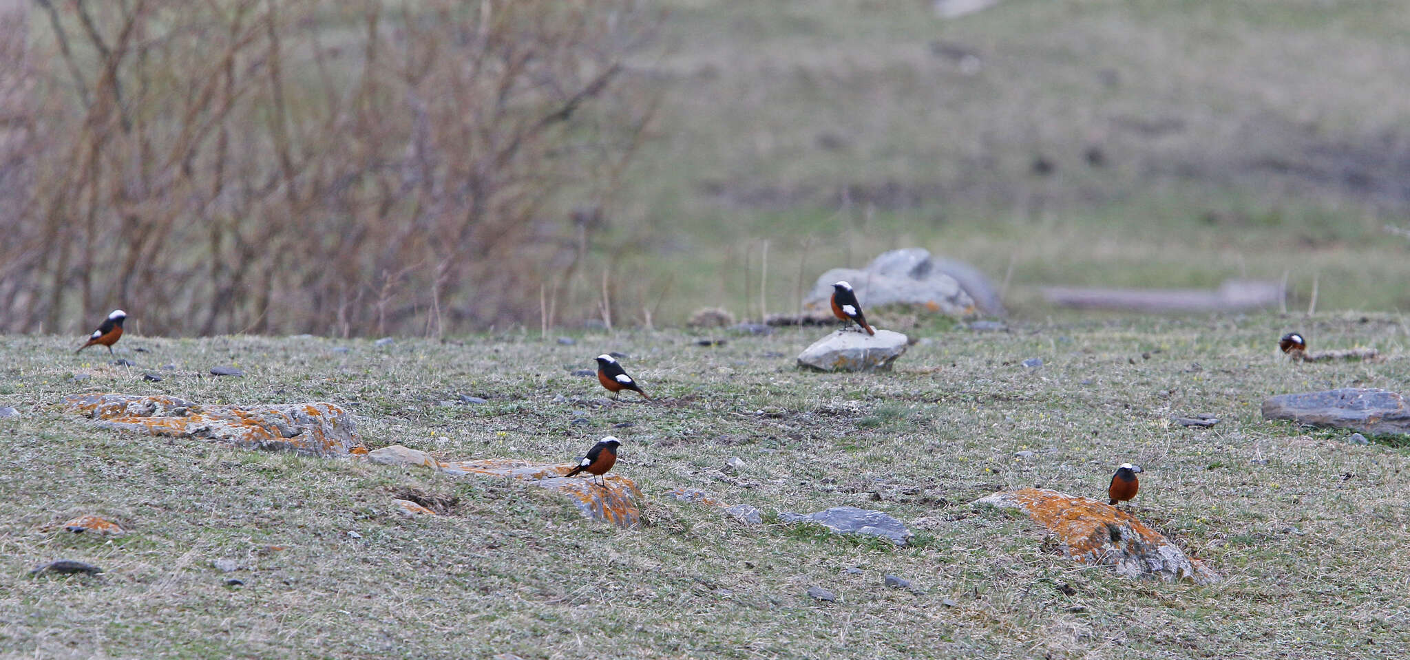 Image of Güldenstädt's Redstart