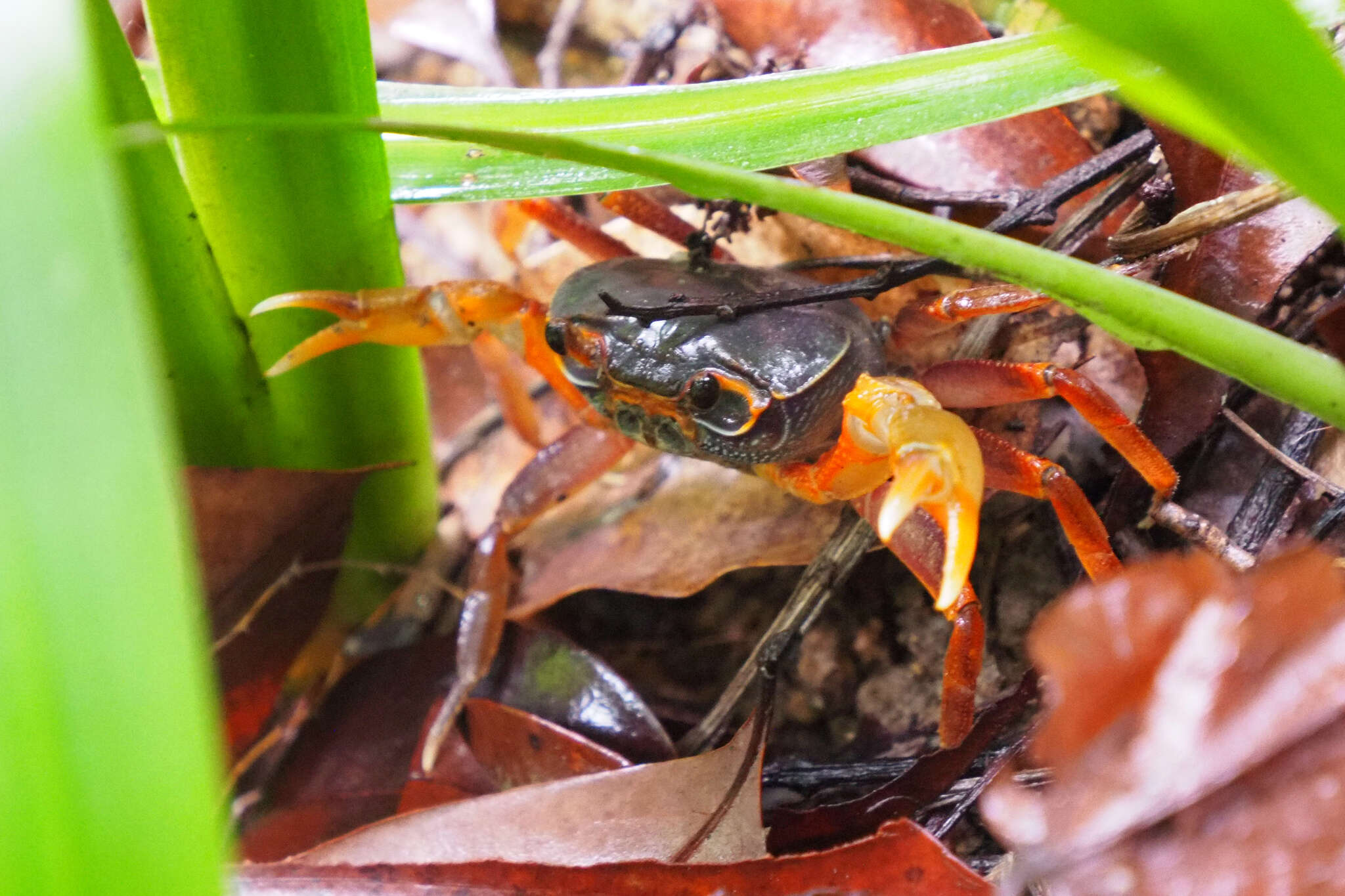 Image of Nanhaipotamon aculatum Dai 1997