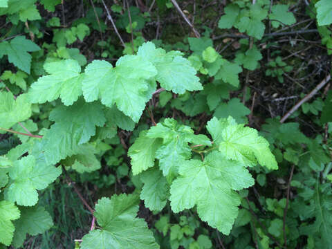 Слика од Physocarpus capitatus (Pursh) Kuntze