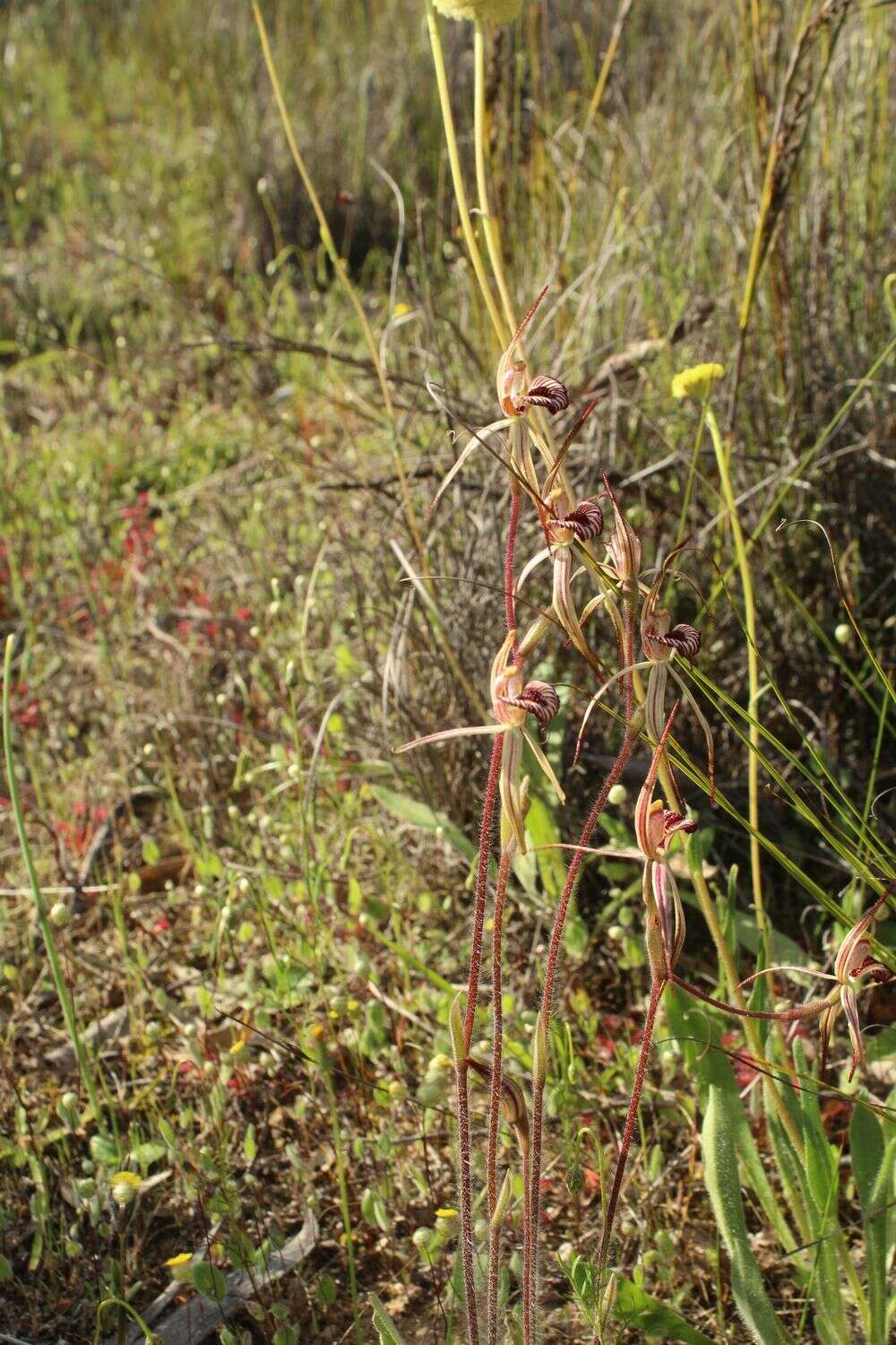 Image of Caladenia ericksoniae Nicholls