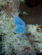 Image of lettuce sea slug