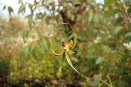 Image of Butterfly orchid