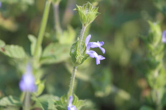 Image of Salvia hirsuta Jacq.