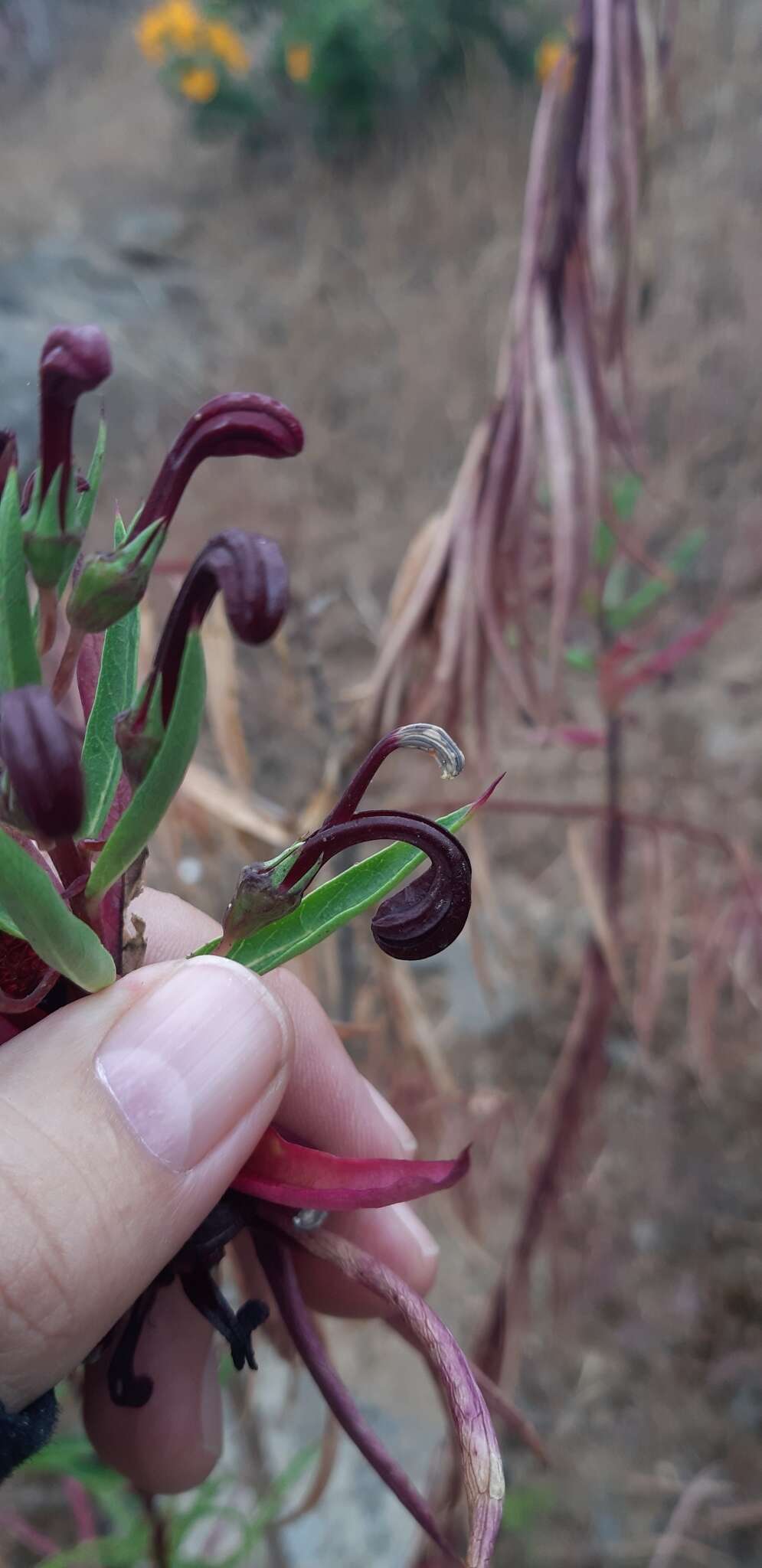 Image de Lobelia polyphylla Hook. & Arn.