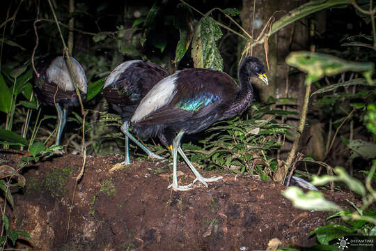 Image of Pale-winged Trumpeter