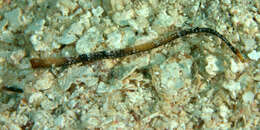 Image of White-nose Pipefish