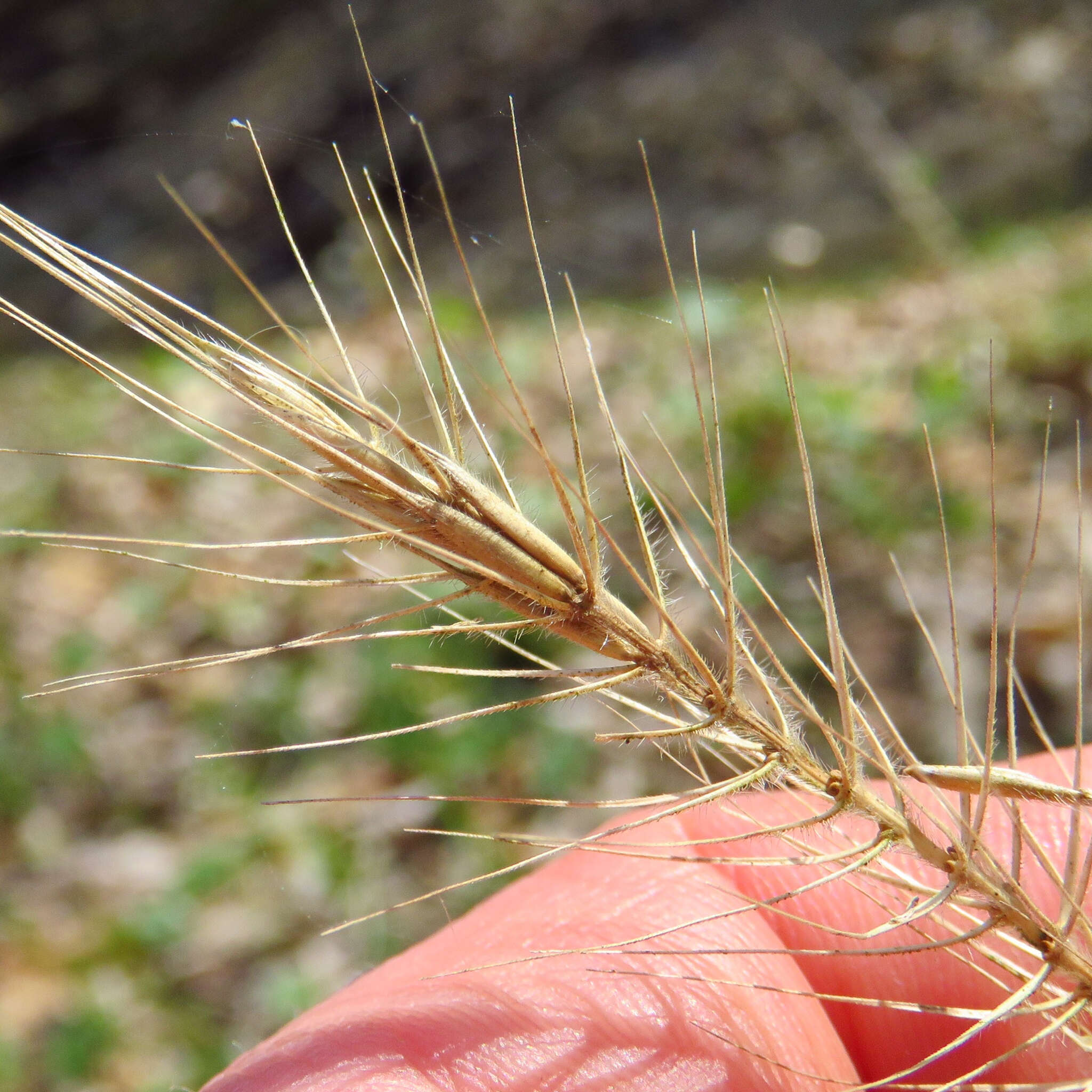 Image of hairy wildrye