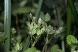 Imagem de Puccinia albescens Grev. 1889