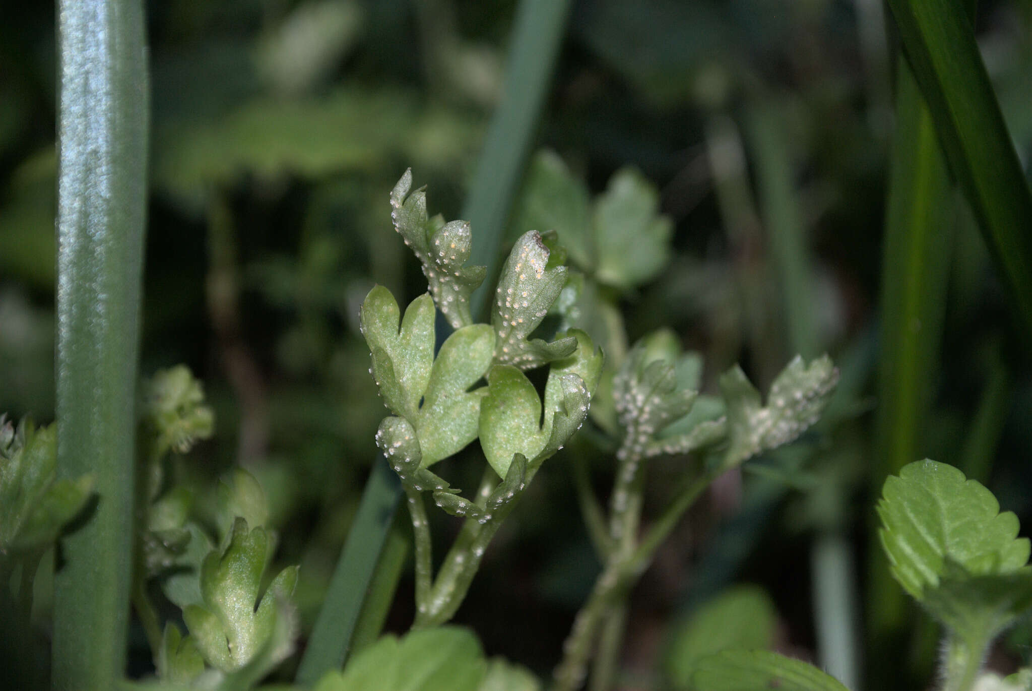 Puccinia albescens Grev. 1889的圖片