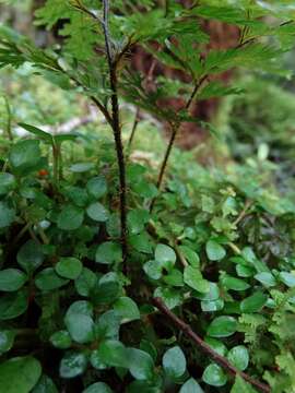 Image of Hymenophyllum scabrum A. Rich.