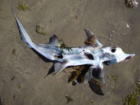 Image of American Elephantfish