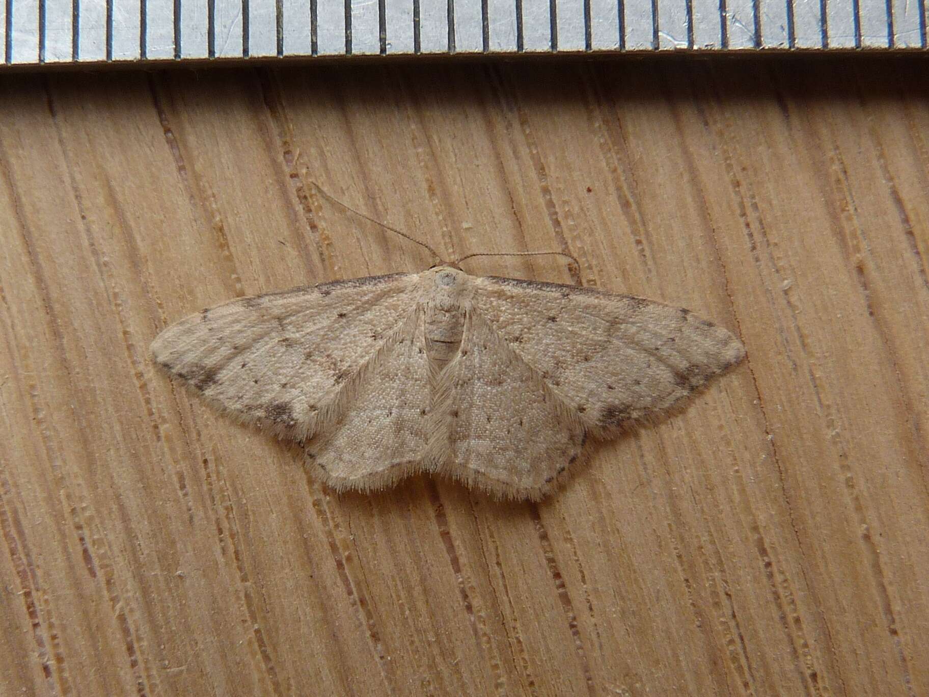 Image of Idaea halmaea Meyrick 1888