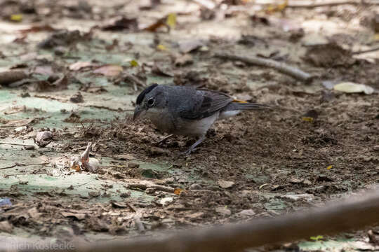 Image of Grey Pileated Finch