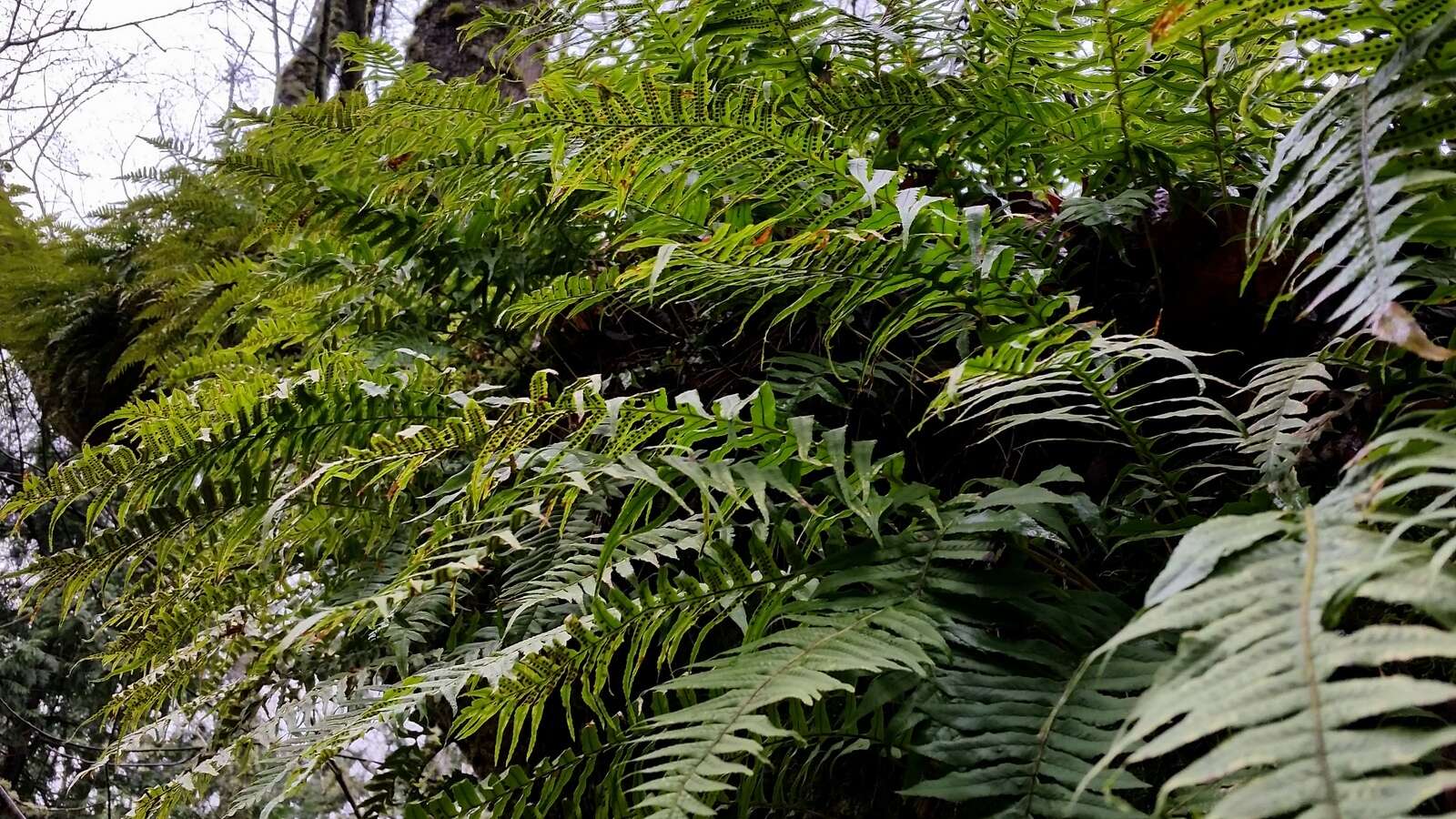 Image of licorice fern