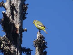 Carduelis citrinella (Pallas 1764)的圖片