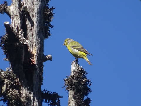 Image of Alpine Citril Finch