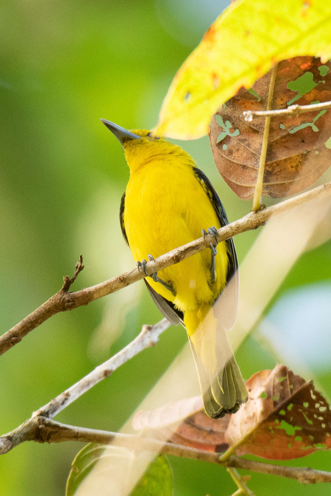 Aegithina lafresnayei (Hartlaub 1844) resmi