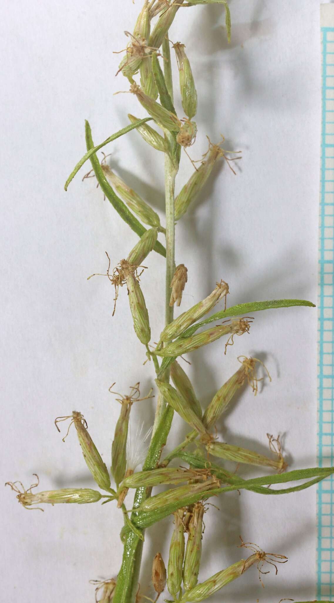 Imagem de <i>Brickellia <i>longifolia</i></i> var. longifolia