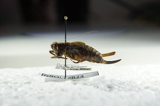 Image of <i>Metrioptera saussuriana</i> (Frey-Gessner 1872)