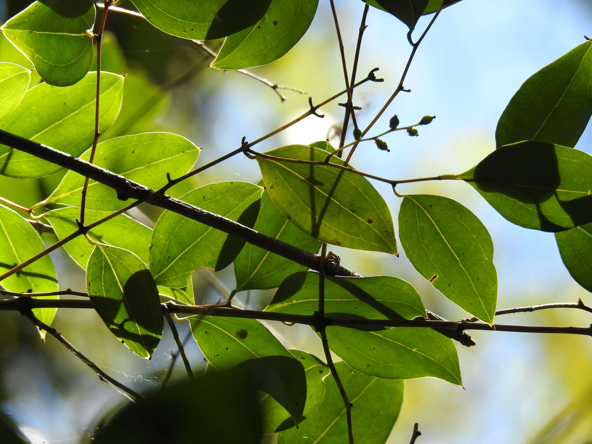 Sivun Ripogonum brevifolium Conran & Clifford kuva