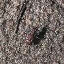 Plancia ëd Cicindela (Cicindela) oregona navajoensis Van Dyke 1947